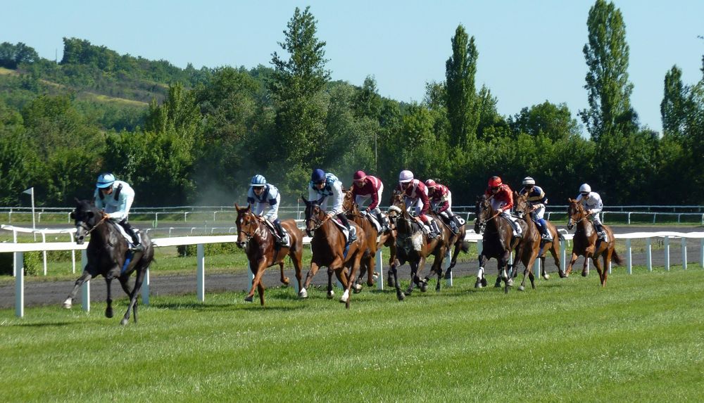 Racehorses on a grass track